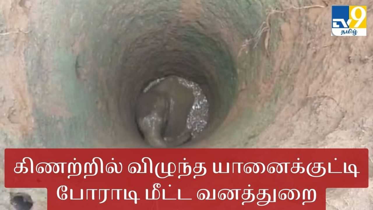 30 அடி கிணற்றில் விழுந்த யானைக்குட்டி... போராடி மீட்ட வனத்துறையினர்