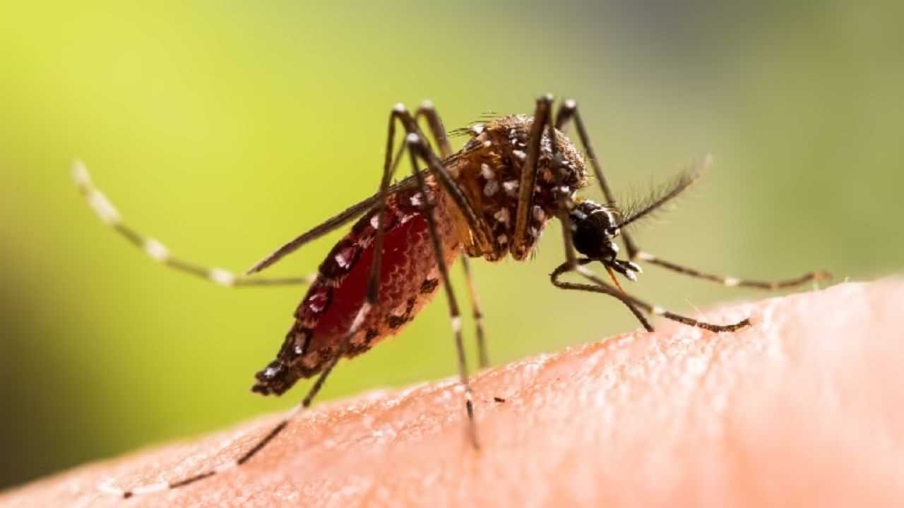 Dengue: தமிழகத்தில் 8 மாவட்டங்களில் அதிகரிக்கும் டெங்கு காய்ச்சல்... சுகாதாரத்துறை எச்சரிக்கை!