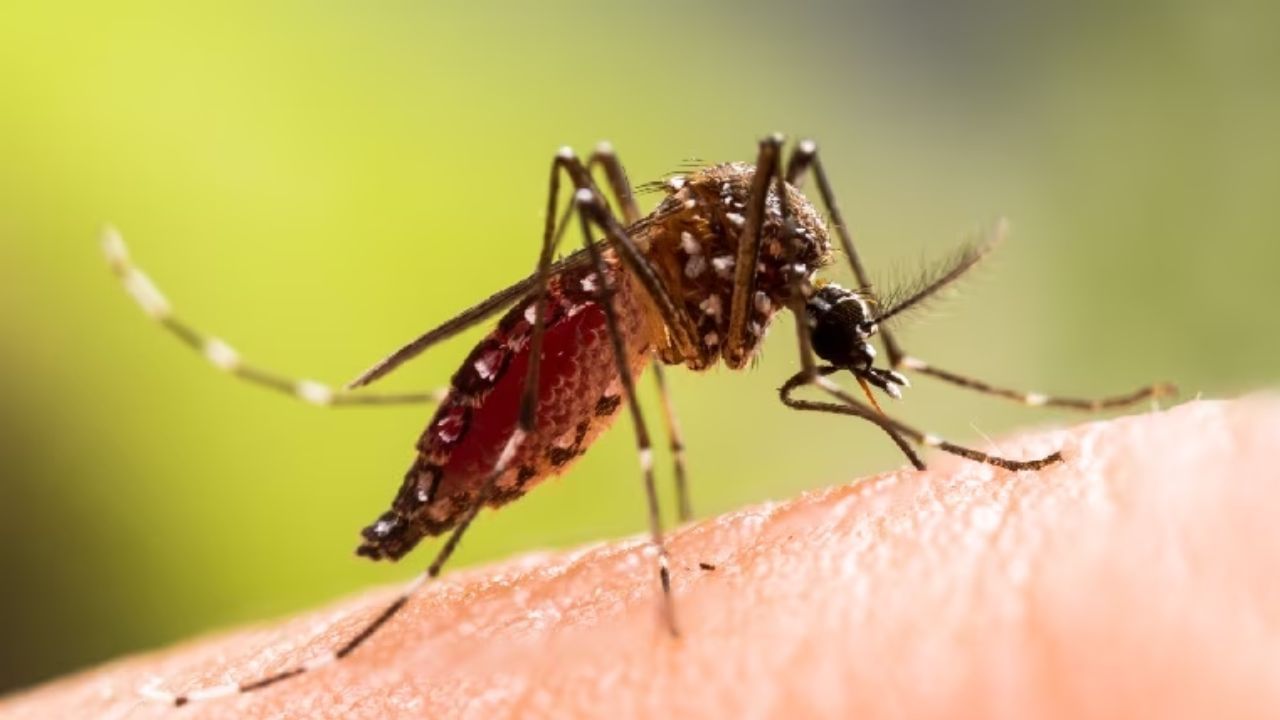 Dengue: தமிழகத்தில் 8 மாவட்டங்களில் அதிகரிக்கும் டெங்கு காய்ச்சல்… சுகாதாரத்துறை எச்சரிக்கை!