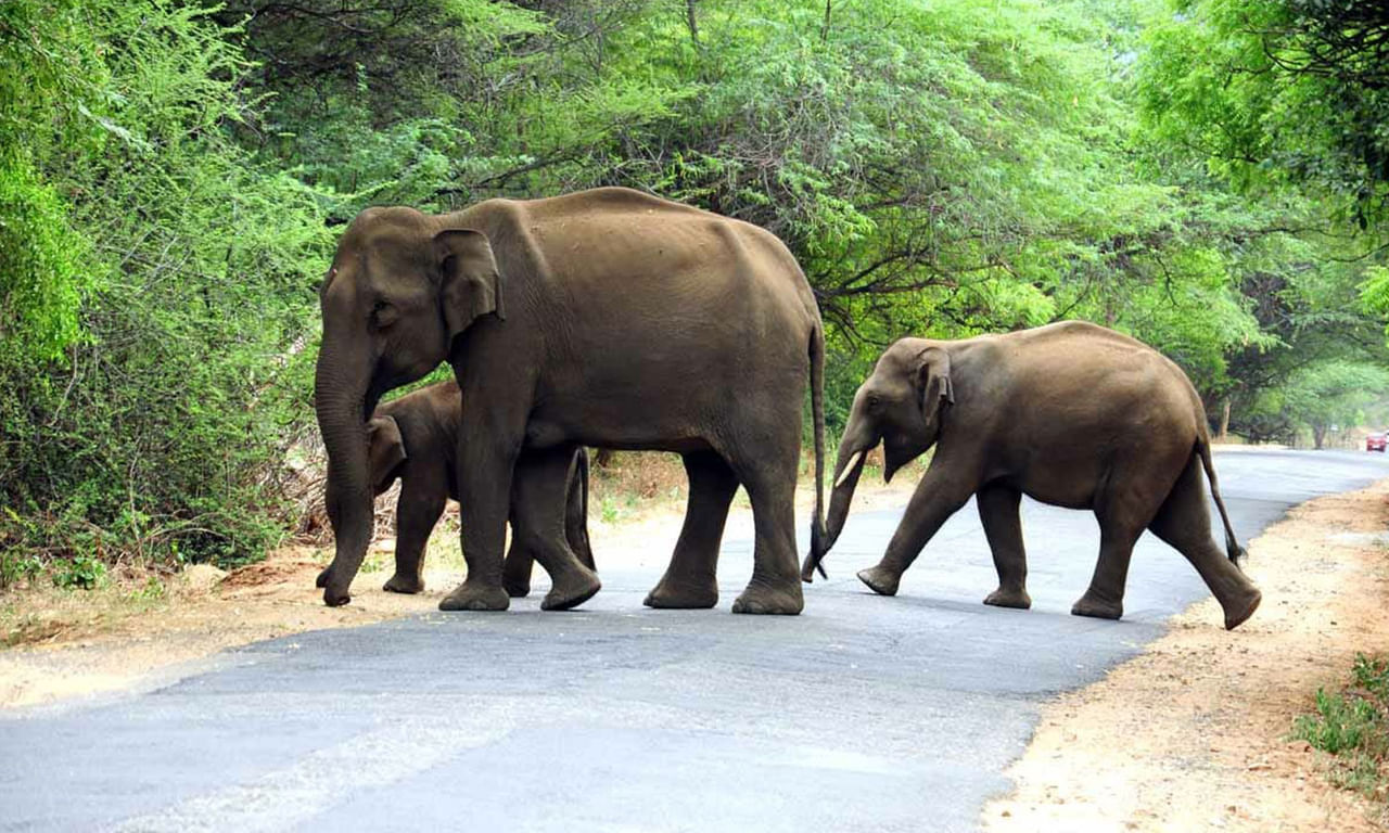 Covai: ஆம்புலன்ஸ் முதல் நாய் வரை.. யானையை விரட்ட கோவை விவசாயிகள் செய்யும் புது விஷயம்!