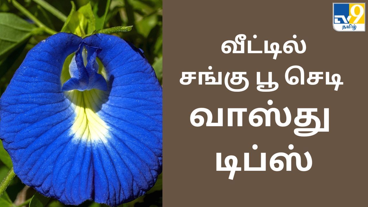 சனி தோஷம் குறையும்.. பண வரவு கூடும்.. சங்கு செடி குறித்து பற்றி தெரியுமா?