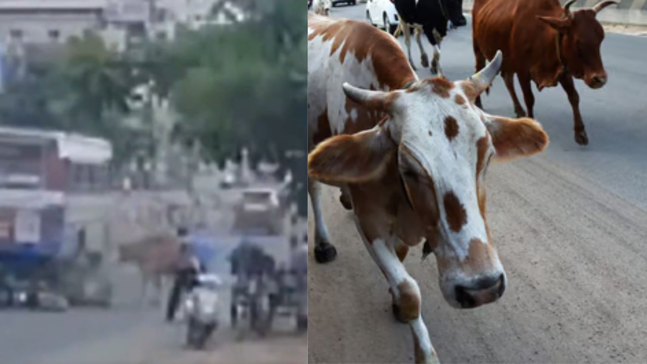 Cow Attack: மாடு முட்டி அரசு பேருந்து ஏறி ஒருவர் உயிரிழப்பு.. நெல்லை மாநகராட்சி எடுத்த அதிரடி நடவடிக்கை..