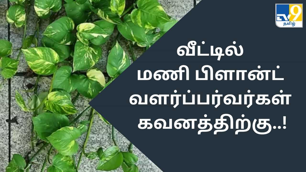 Vastu Tips : வீட்டில் மணி பிளான்ட் வளர்க்குறீங்களா? எந்த திசையில் எப்படி வளர்க்கணும் தெரியுமா? வாஸ்து டிப்ஸ் இதுதான்!