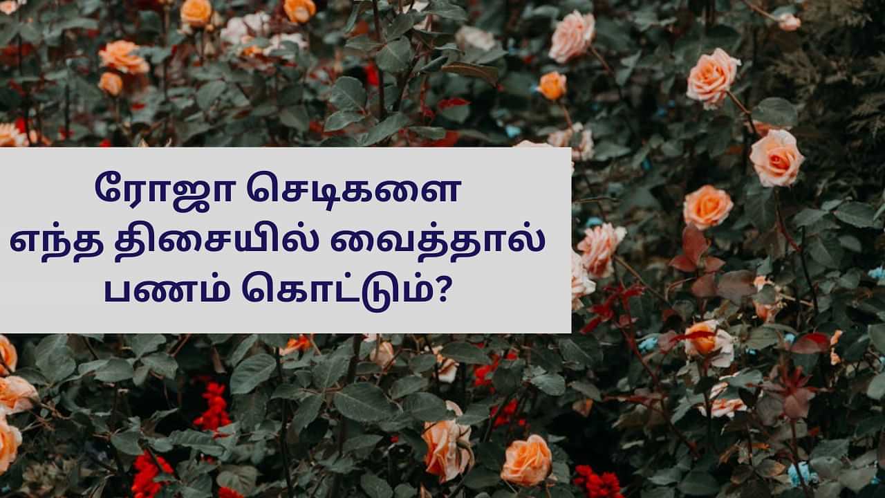 Vastu Tips: வீட்டில் ரோஜா செடிகளை இந்த திசையில் வைத்தால் பணம் கொட்டும்!