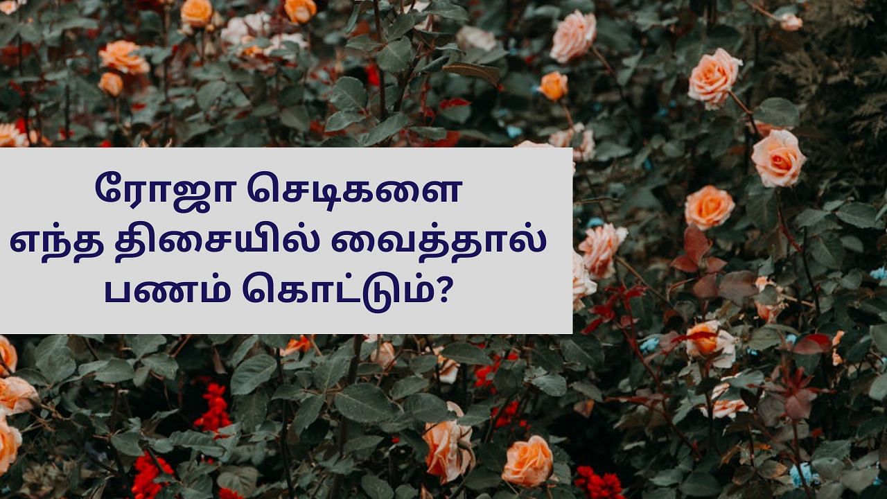 Vastu Tips: வீட்டில் ரோஜா செடிகளை இந்த திசையில் வைத்தால் பணம் கொட்டும்!