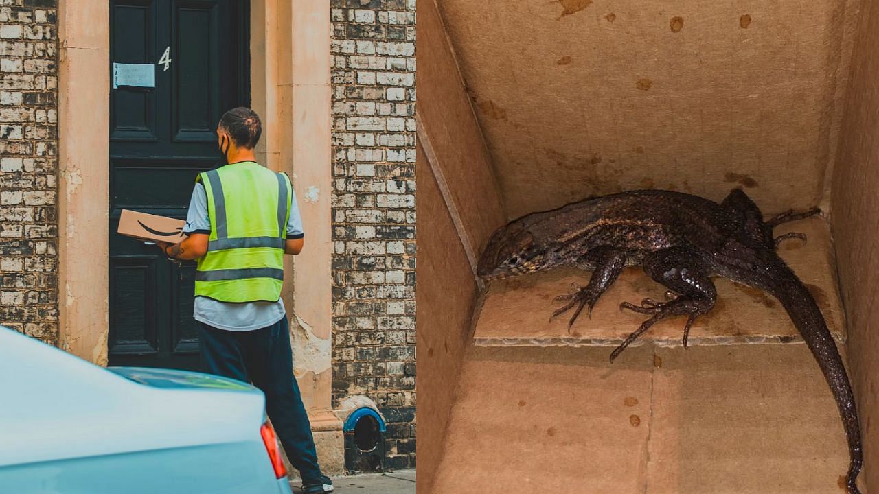 Viral : அமேசான் டெலிவரியில் வந்த உடும்பு.. பதரிப்போன வாடிக்கையாளர்.. அடுத்து நடந்தது என்ன?