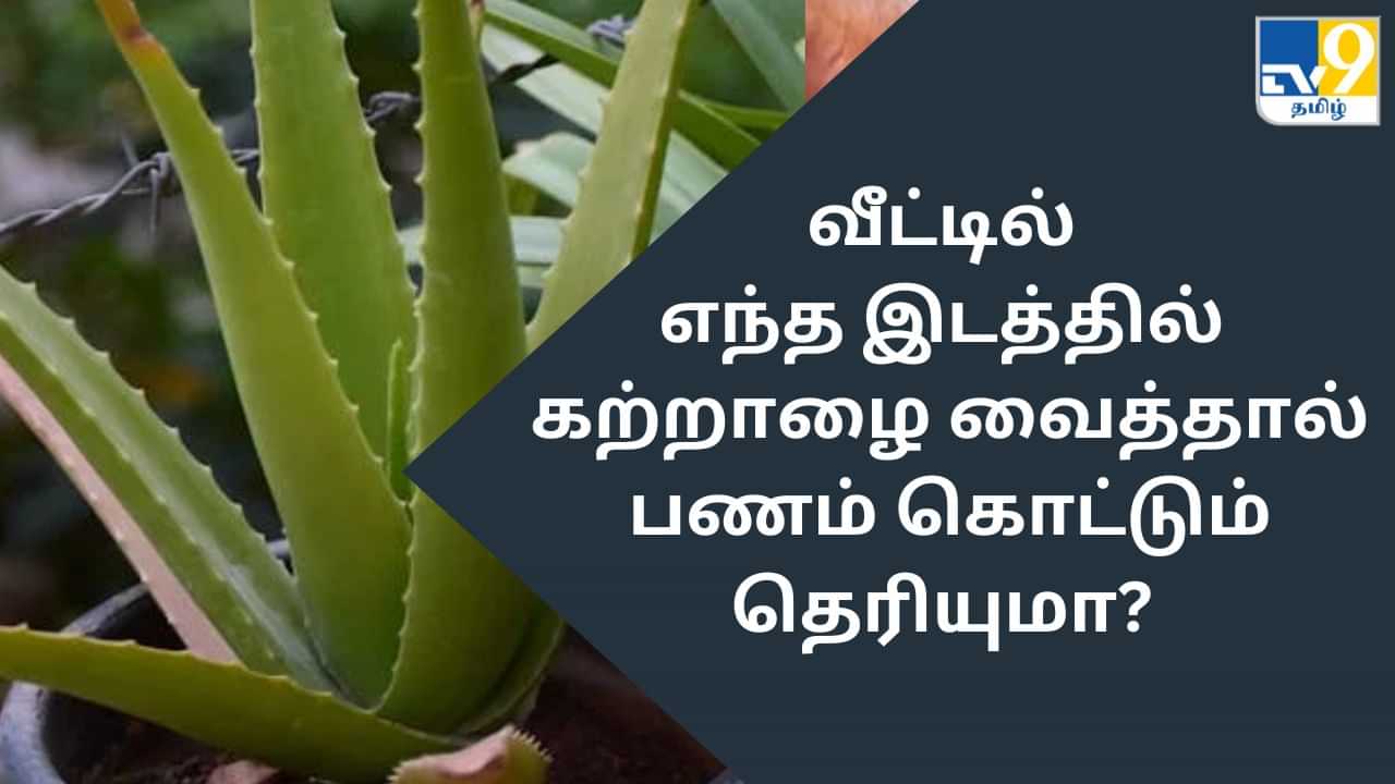 Vastu Tips: வீட்டில் கற்றாழை வைக்க சிறந்த இடம் எது தெரியுமா?