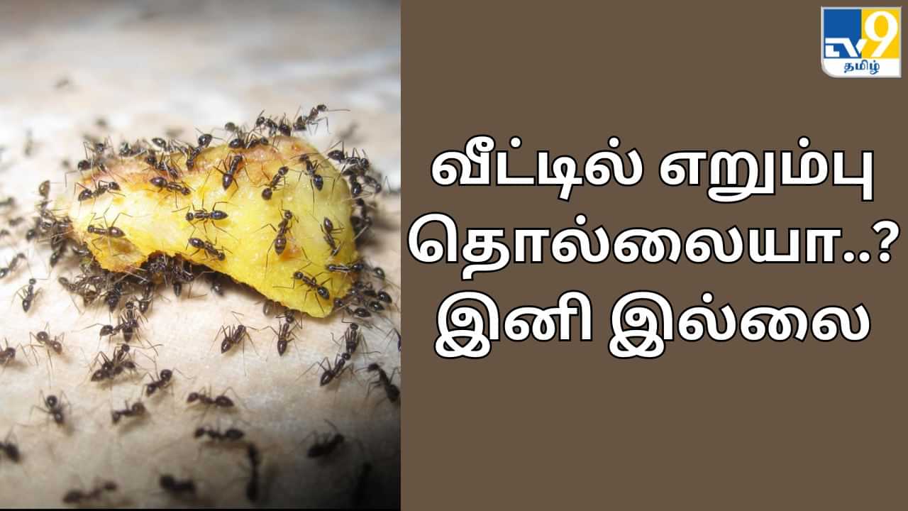 Ant Infestation: வீட்டில் எறும்பு தொல்லையா? ஈசியா விரட்ட சிம்பிள் டிப்ஸ்!