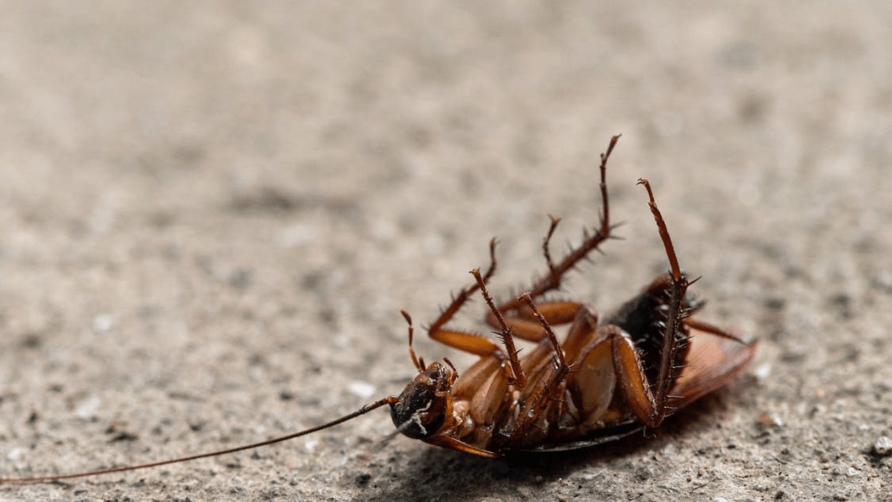 Home Remedies for Cockroaches: கரப்பான் பூச்சி தொல்லையா? வீட்டில் இருக்கும் இந்த பொருளை வைத்து ஈசியா தடுக்கலாம்!