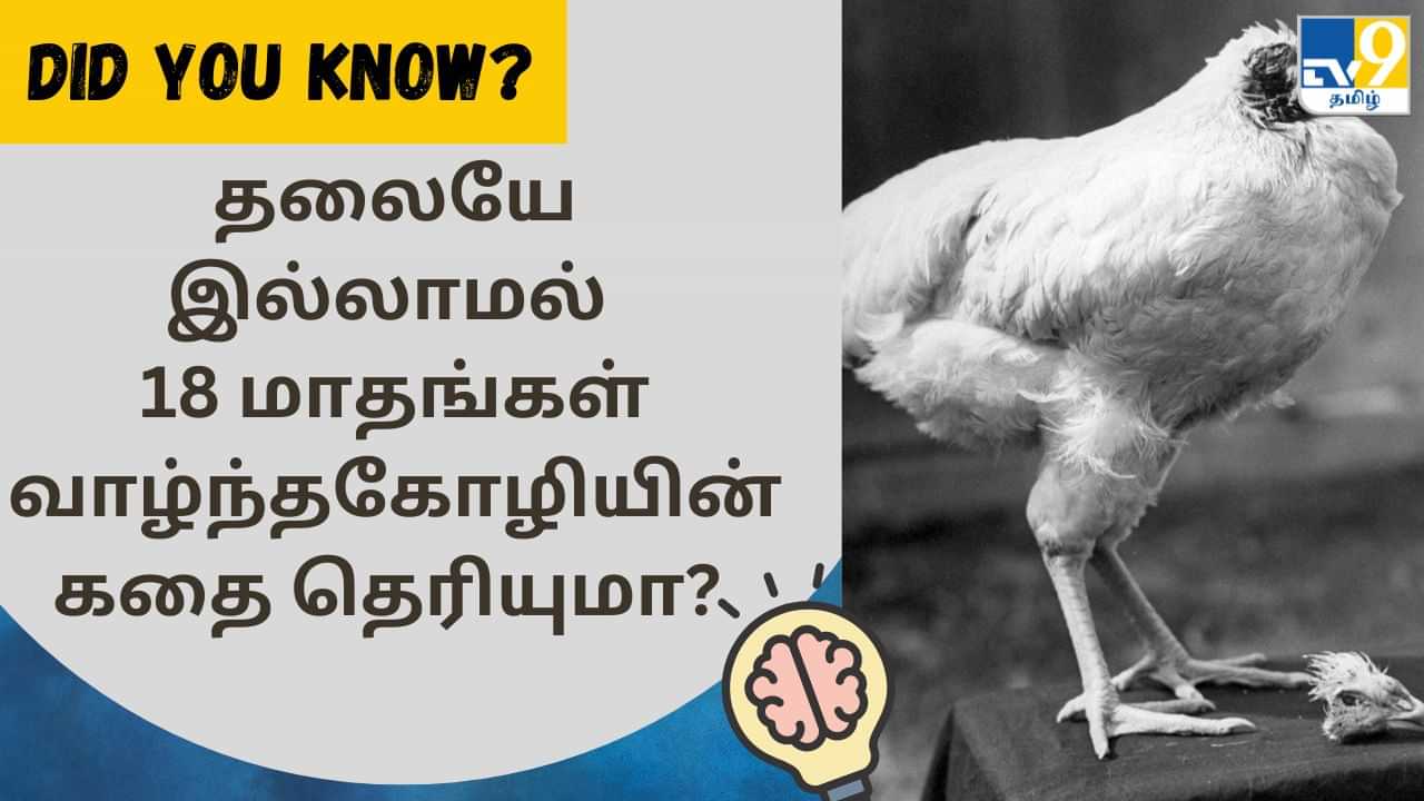 Did You Know: தலையே இல்லாமல் 18 மாதங்கள் வாழ்ந்த கோழி - எப்படி தெரியுமா?