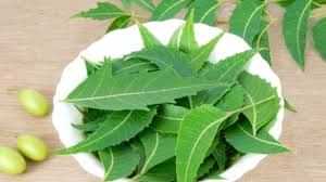 Neem: சரும பொலிவு முதல் வைரஸ் காய்ச்சல் வரை ... அனைத்திற்கும் ஒரே தீர்வு