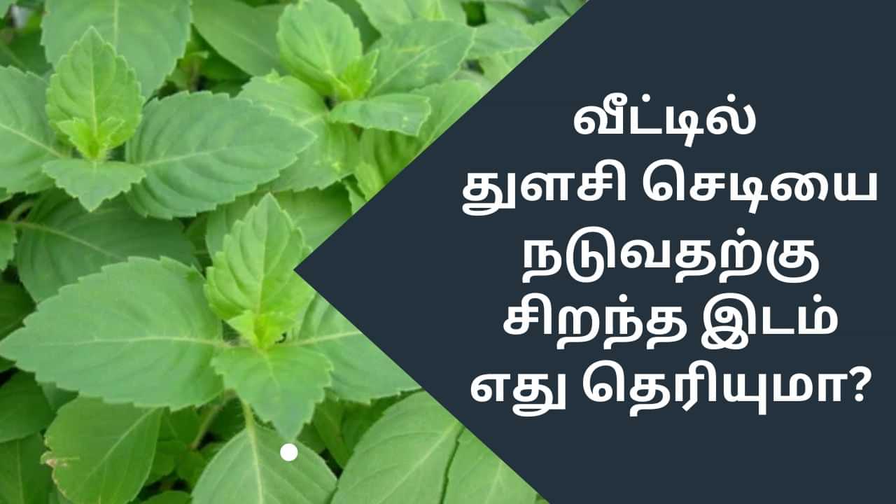 Vastu Tips: வீட்டில் துளசி செடியை எங்கே நடலாம்? - வாஸ்து டிப்ஸ் இதோ!