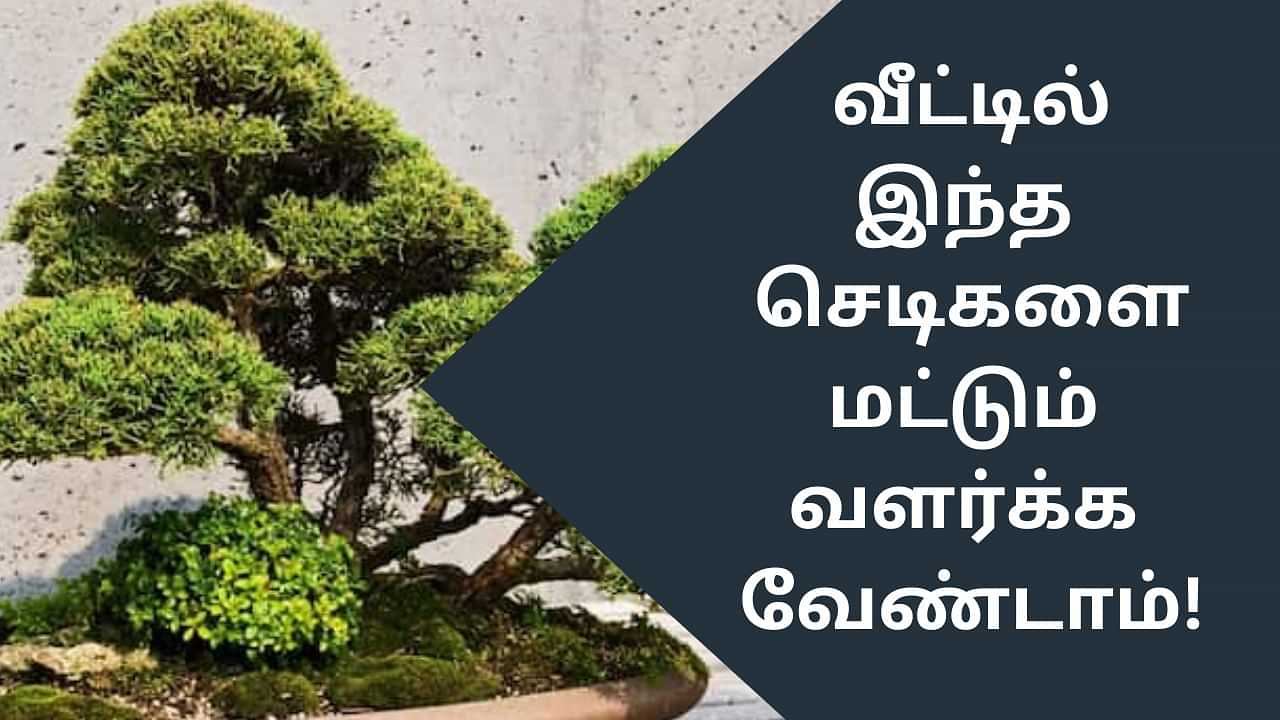 Vastu Tips: வீட்டுல இந்த செடிகளை மட்டும் வச்சிராதீங்க.. அப்புறம் அவ்வளவுதான்!