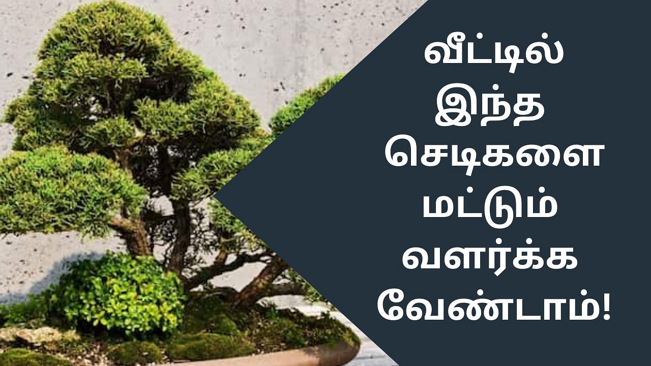 Vastu Tips: வீட்டுல இந்த செடிகளை மட்டும் வச்சிராதீங்க.. அப்புறம் அவ்வளவுதான்!