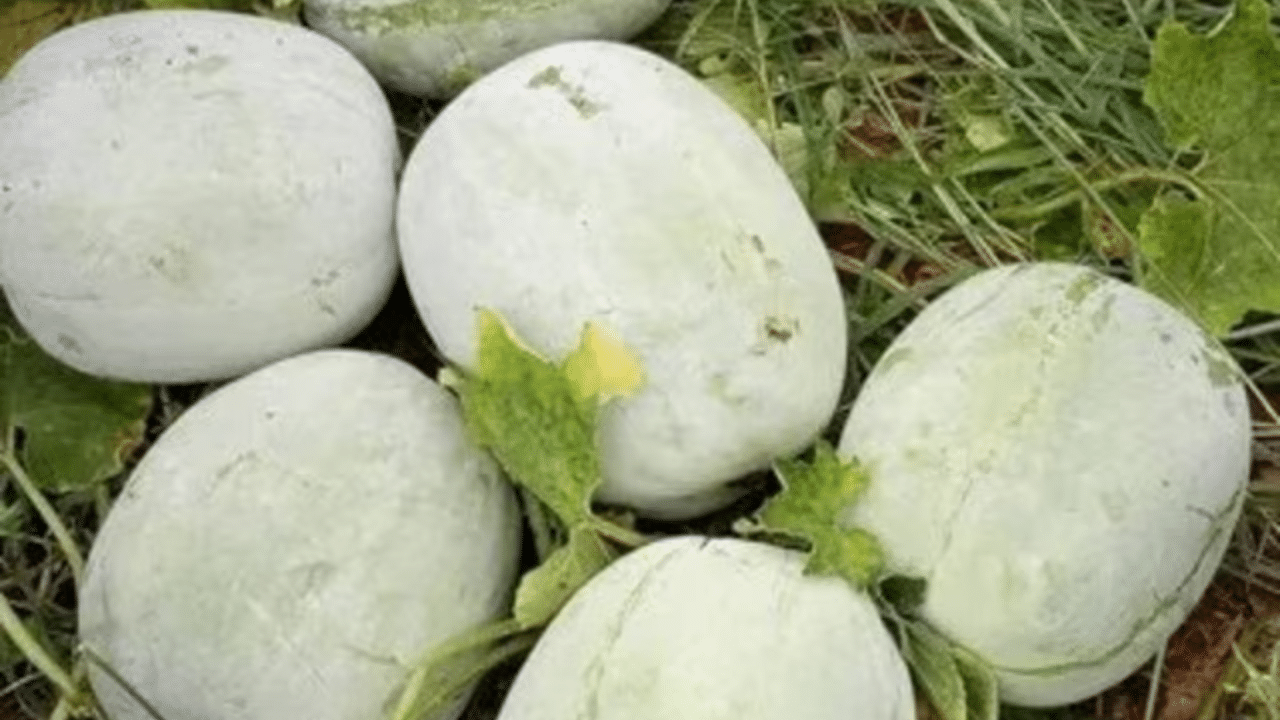 White Pumpkin: உடல் பருமன் முதல் கண் பிரச்னை வரை.. அனைத்திற்கும் தீர்வளிக்கும் பூசணி..!