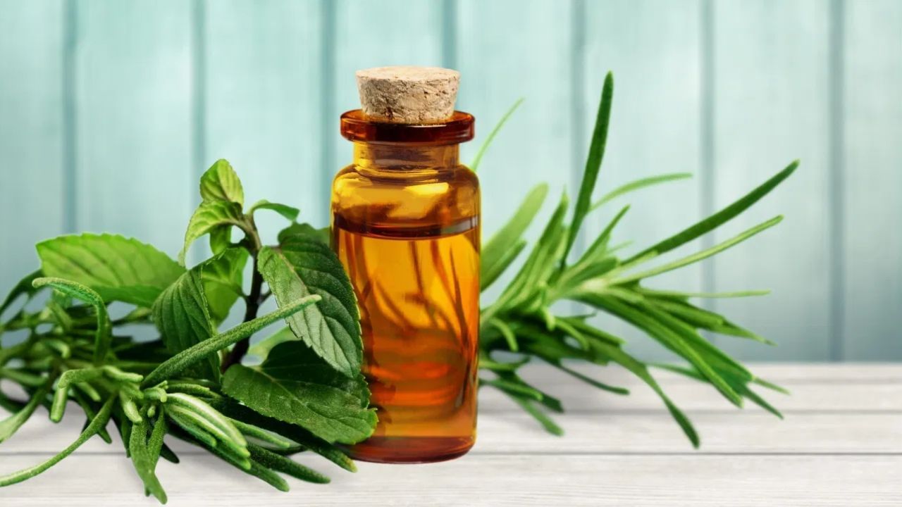 Tea Tree Oil Benefits: சருமத்திற்கு அழகை அள்ளி தரும் டீ ட்ரீ ஆயில்.. இவ்வளவு பிரச்சனைகளை சரிசெய்யும்!