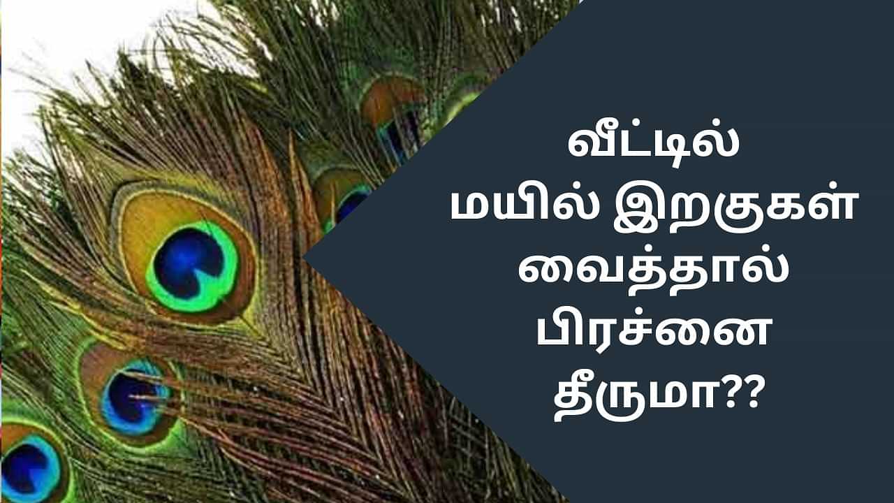 Vastu Tips: வீட்டில் மயில் இறகு வைத்தால் பிரச்னை தீருமா? - வாஸ்து டிப்ஸ் இதோ!