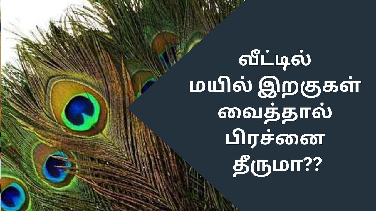 Vastu Tips: வீட்டில் மயில் இறகு வைத்தால் பிரச்னை தீருமா? – வாஸ்து டிப்ஸ் இதோ!