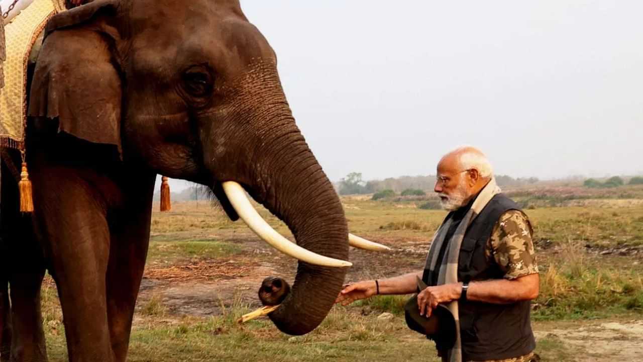 World Elephant Day 2024: உலக யானைகள் தினம் இன்று ஏன் கொண்டாடப்படுகிறது..? பிரதமர் மோடி அளித்த உறுதி!