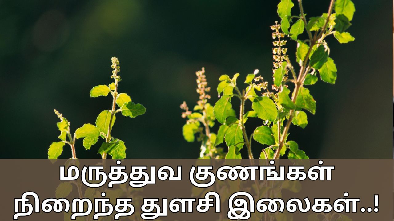 Tulsi Leaves Benefits: தினமும் துளசி இலைகளை மென்று சாப்பிடுங்க.. பிபி முதல் சுகர் வரை அனைத்தையும் கட்டுப்படுத்தும்!