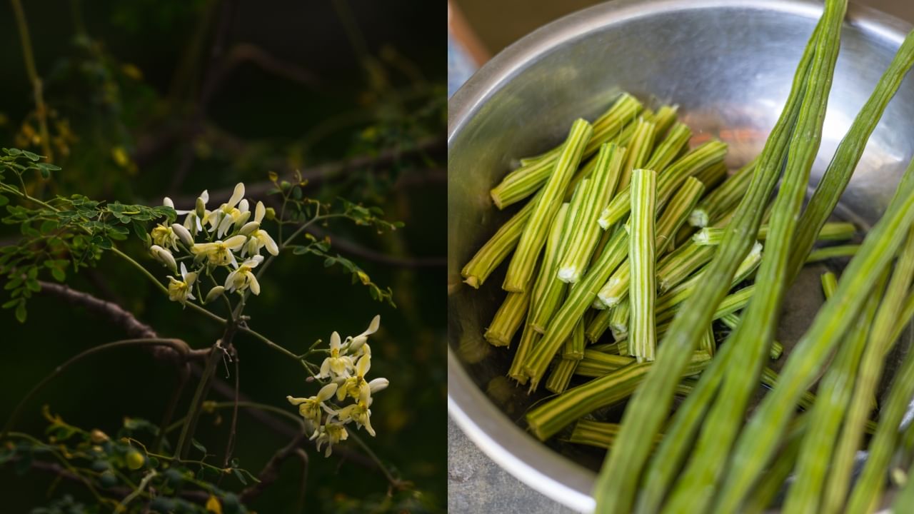 Drumstick Benefits: முருங்கை ஆரோக்கியத்திற்கு ஒரு அற்புத மருந்து.. இதன் பலன்களை அறிந்தால் அசந்து போவீர்கள்!