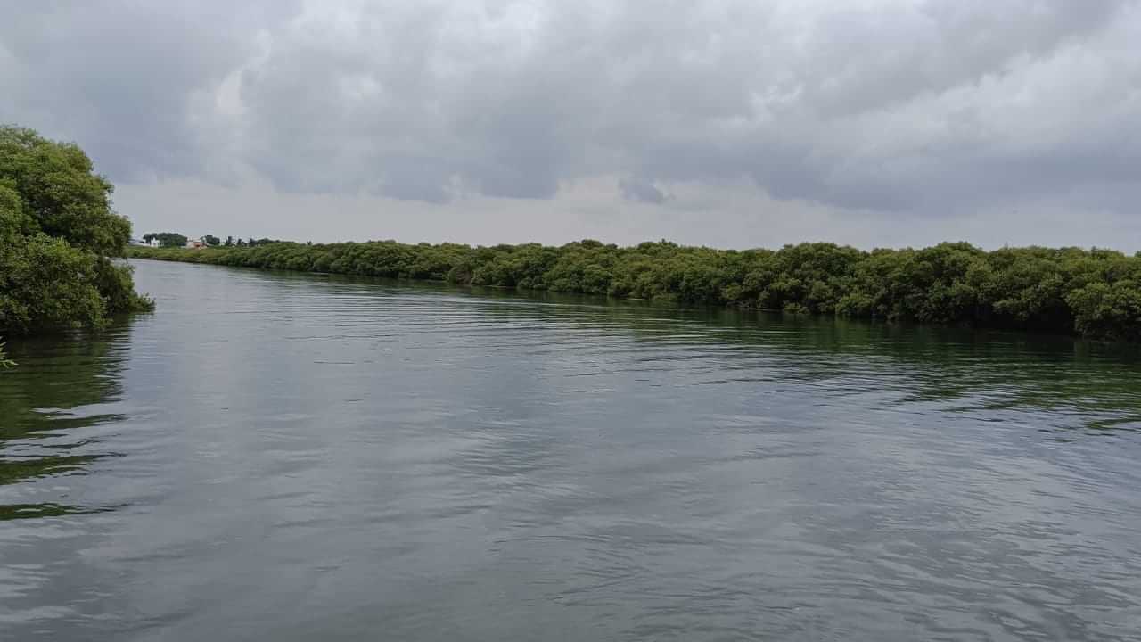 Ramanathapuram Mangrove Forest: இயற்கை எழில் கொஞ்சும் காரங்காடு.. சூப்பரான சுற்றுலா தளம்...