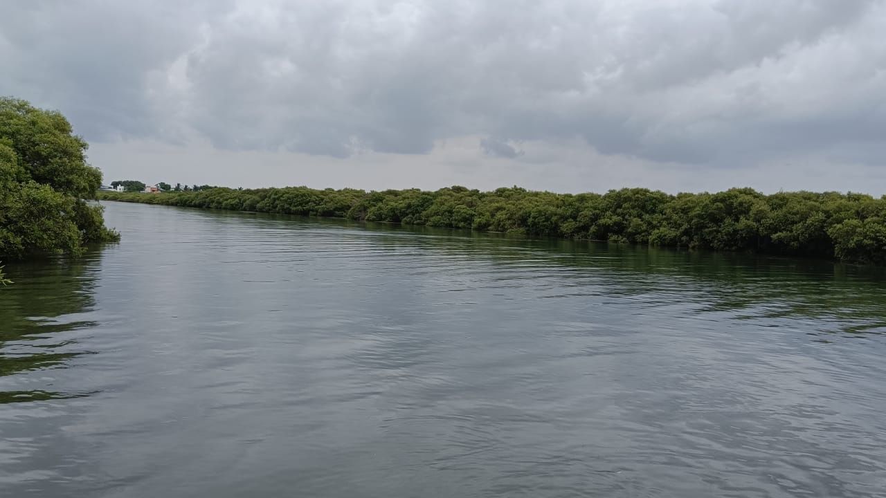 Ramanathapuram Mangrove Forest: இயற்கை எழில் கொஞ்சும் காரங்காடு.. சூப்பரான சுற்றுலா தளம்…