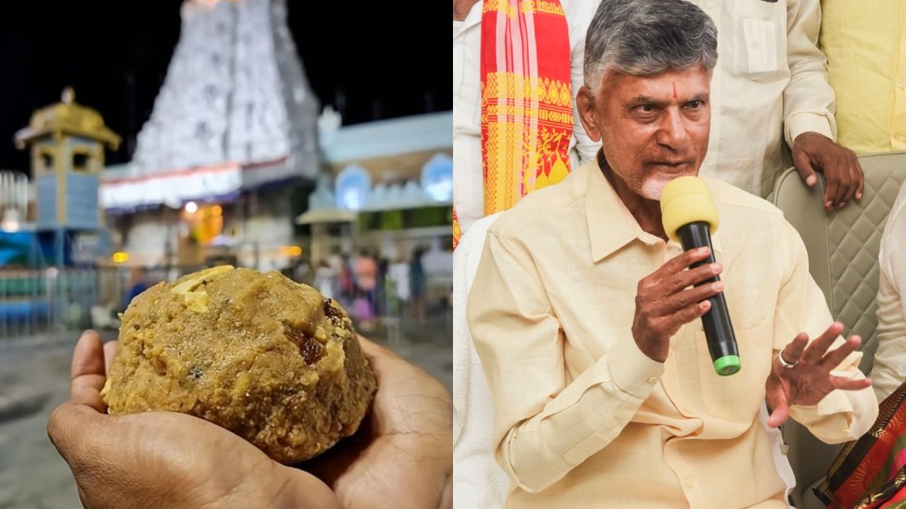 Tirupati Laddu: திருப்பதி லட்டில் விலங்குகளின் கொழுப்பா? பகீர் கிளப்பிய சந்திரபாபு நாயுடு..  என்ன நடக்கிறது?