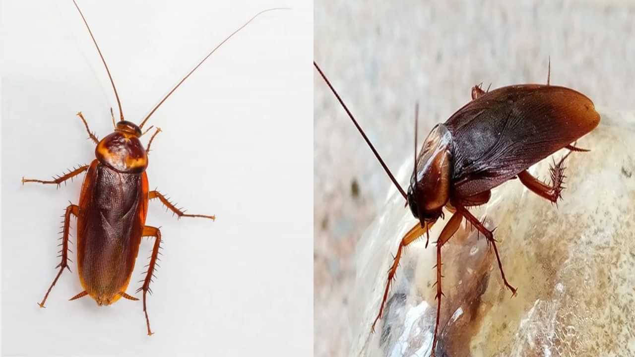 Remedies For Cockroaches: கரப்பான் பூச்சிகள் ஏன் வீட்டிற்குள் படையெடுக்கிறது..? அவற்றை அகற்றுவது எப்படி..?