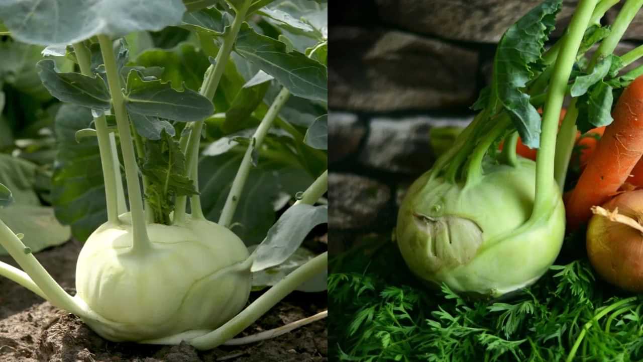 Benefits of kohlrabi: மழை சீசனில் கிடைத்த மகத்துவம் நூக்கல்.. பக்கவாதம் முதல் புற்றுநோய் வரை தடுக்கும் அதிசய மருந்து!