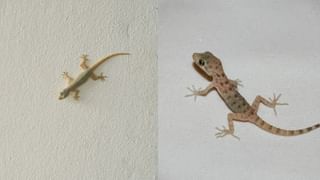 Lizard Remedies: வீடு முழுவதும் பல்லி தொல்லையா..? இந்த பொருட்களை கொண்டு ஓட ஓட விரட்டுங்க..!