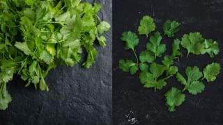 Coriander Leaf Benefits: கெட்ட கொலஸ்ட்ராலை குறைக்கும் கொத்தமல்லி.. செரிமானத்திற்கும் சிறந்த மருந்து..!