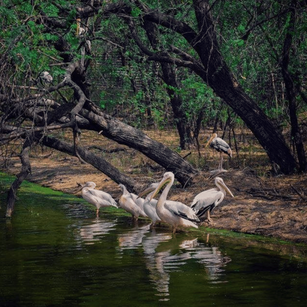 இந்தியா