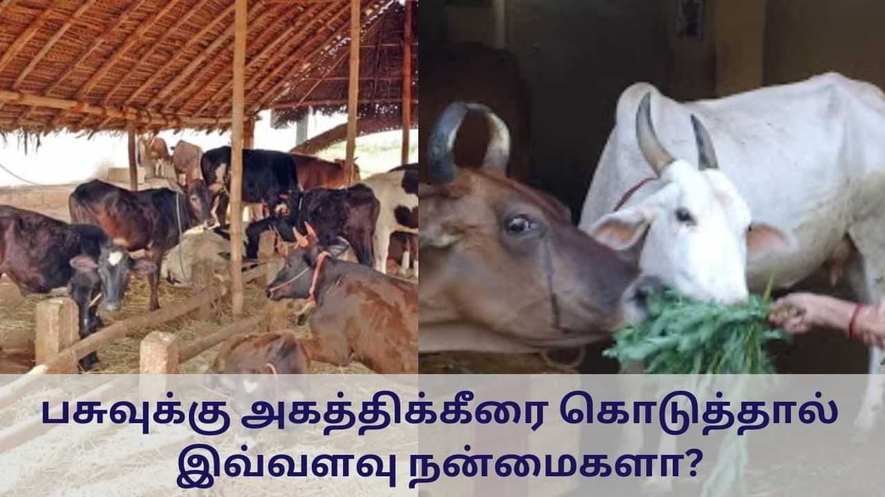 Spiritual: பசுவுக்கு அகத்திக்கீரை கொடுத்தால் இவ்வளவு நன்மைகளா?