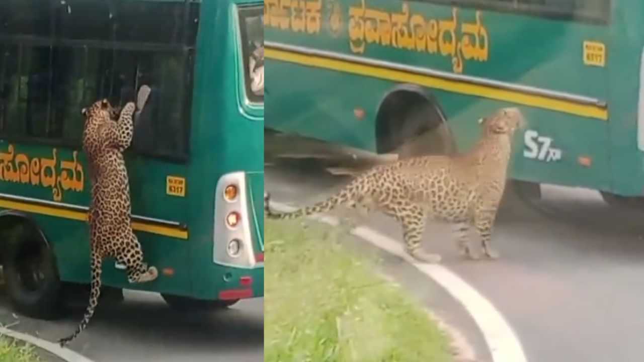 Viral Video: சுற்றுலா பேருந்தில் ஏற முயன்ற சிறுத்தை.. பீதியான பயணிகள்..!