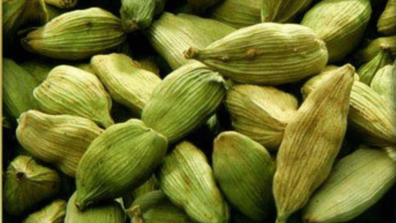 Cardamom Water: தினமும் ஏலக்காய் தண்ணீர் குடிப்பதால் கிடைக்கும் ஆரோக்கிய நன்மைகள்...