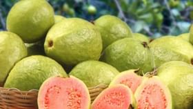 Guava: கொய்யா ரொம்ப பிடிக்குமா உங்களுக்கு? இந்த பிரச்சனை உள்ளவர்கள் சாப்பிடக்கூடாது!