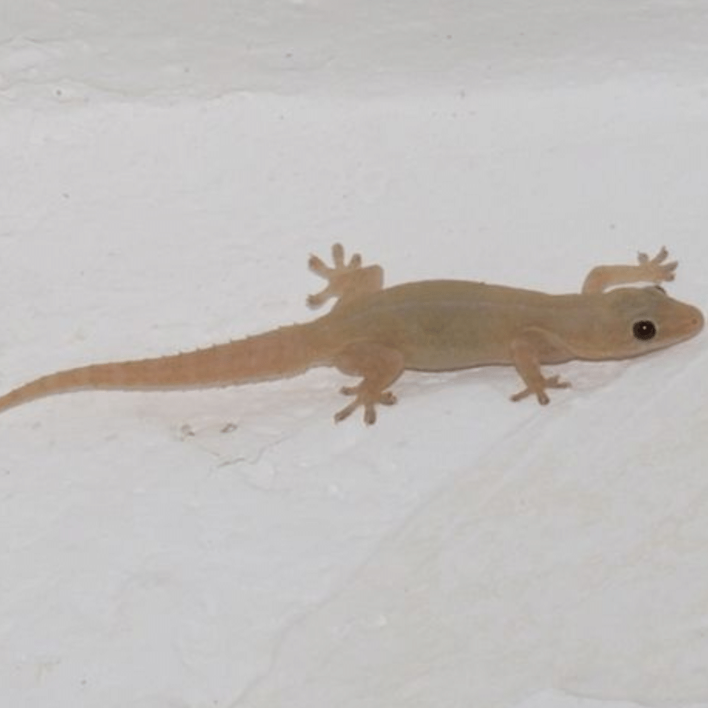 Lizard 2