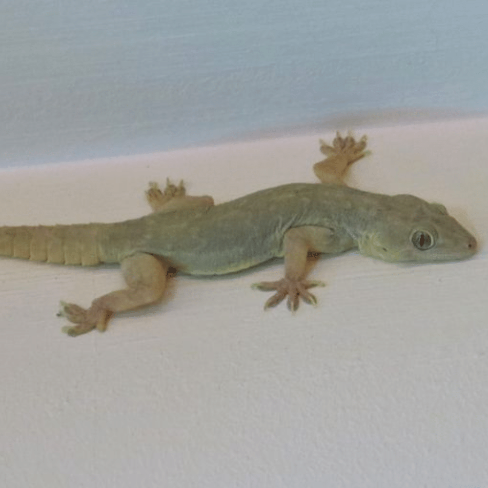 Lizard 5