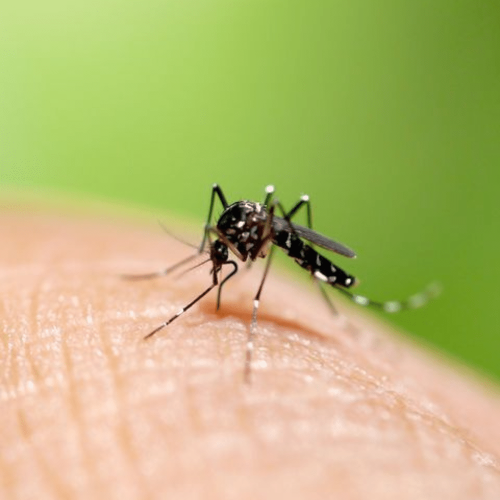 Mosquito 2