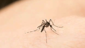 Get Rid of Mosquitos: மழைக் கால கொசுக்கள்.. வீட்டிற்குள் வராமல் தடுப்பது எப்படி?