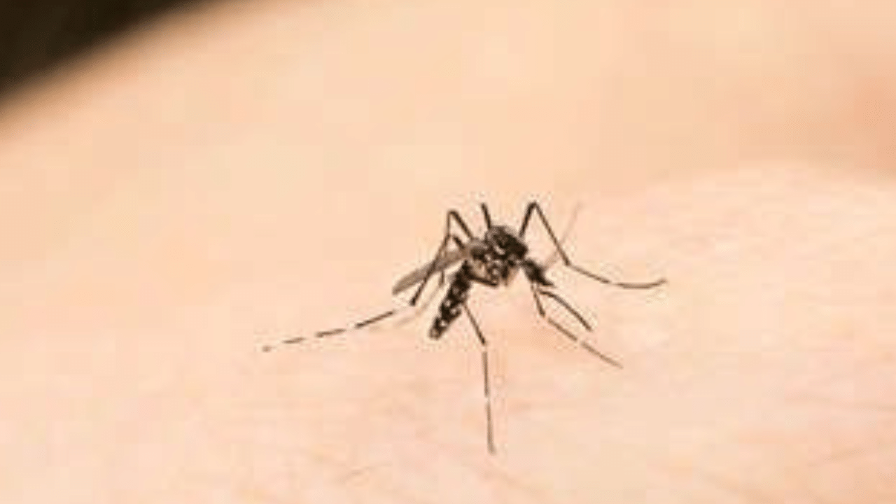 Get Rid of Mosquitos: மழை காலத்தில் கொசுக்கள் வீட்டிற்குள் வராமல் இருக்க இதை முயற்சியுங்கள்...