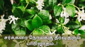 Night Jasmine Benefits: வீட்டில் இந்த செடி இருக்கிறதா..? சர்க்கரை நோய், மூட்டு வலிக்கு சிறந்த மருந்து!