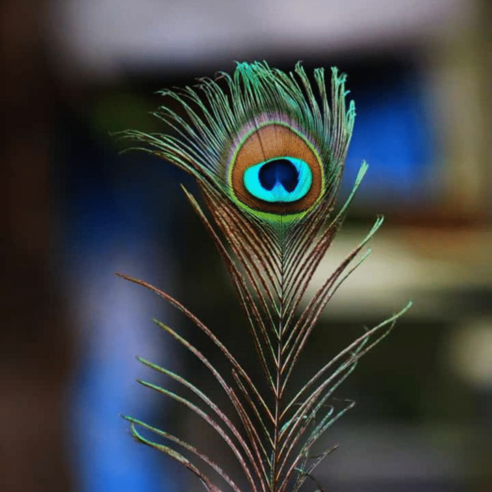 Peacock Feathers 3