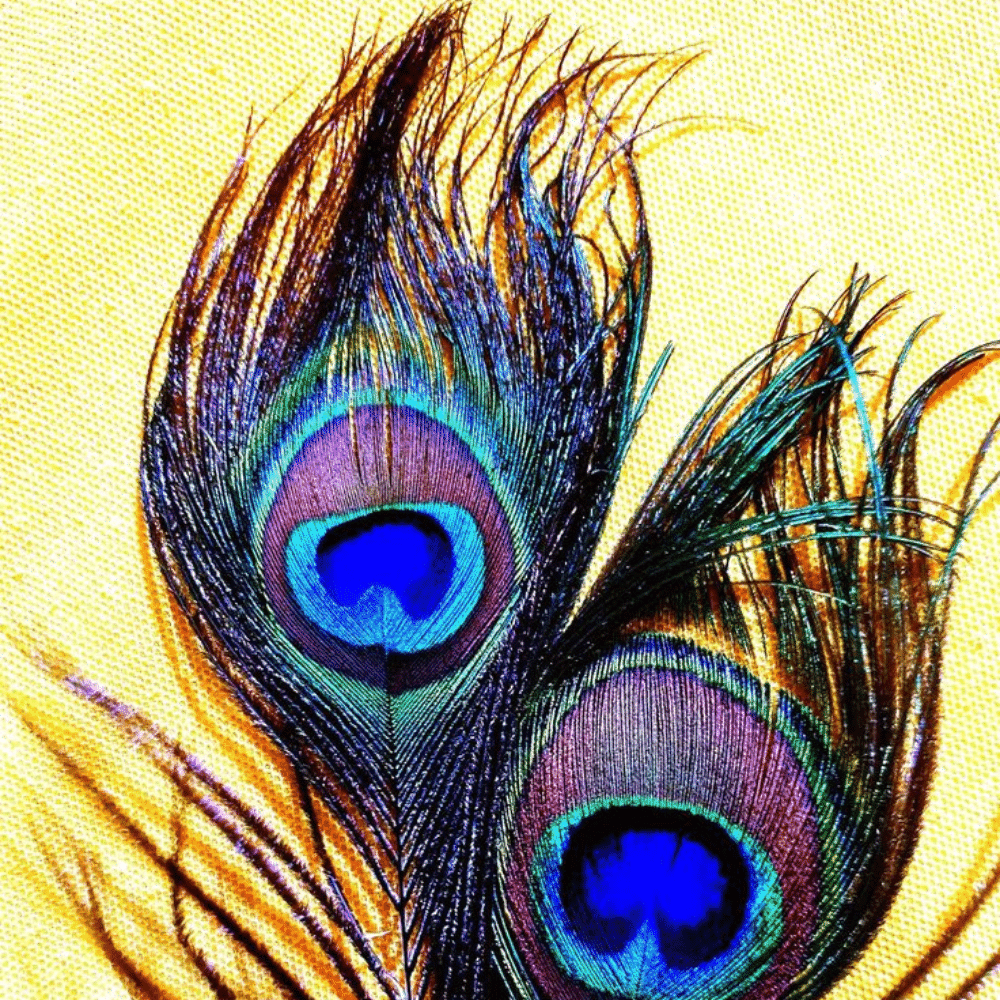 Peacock Feathers 2