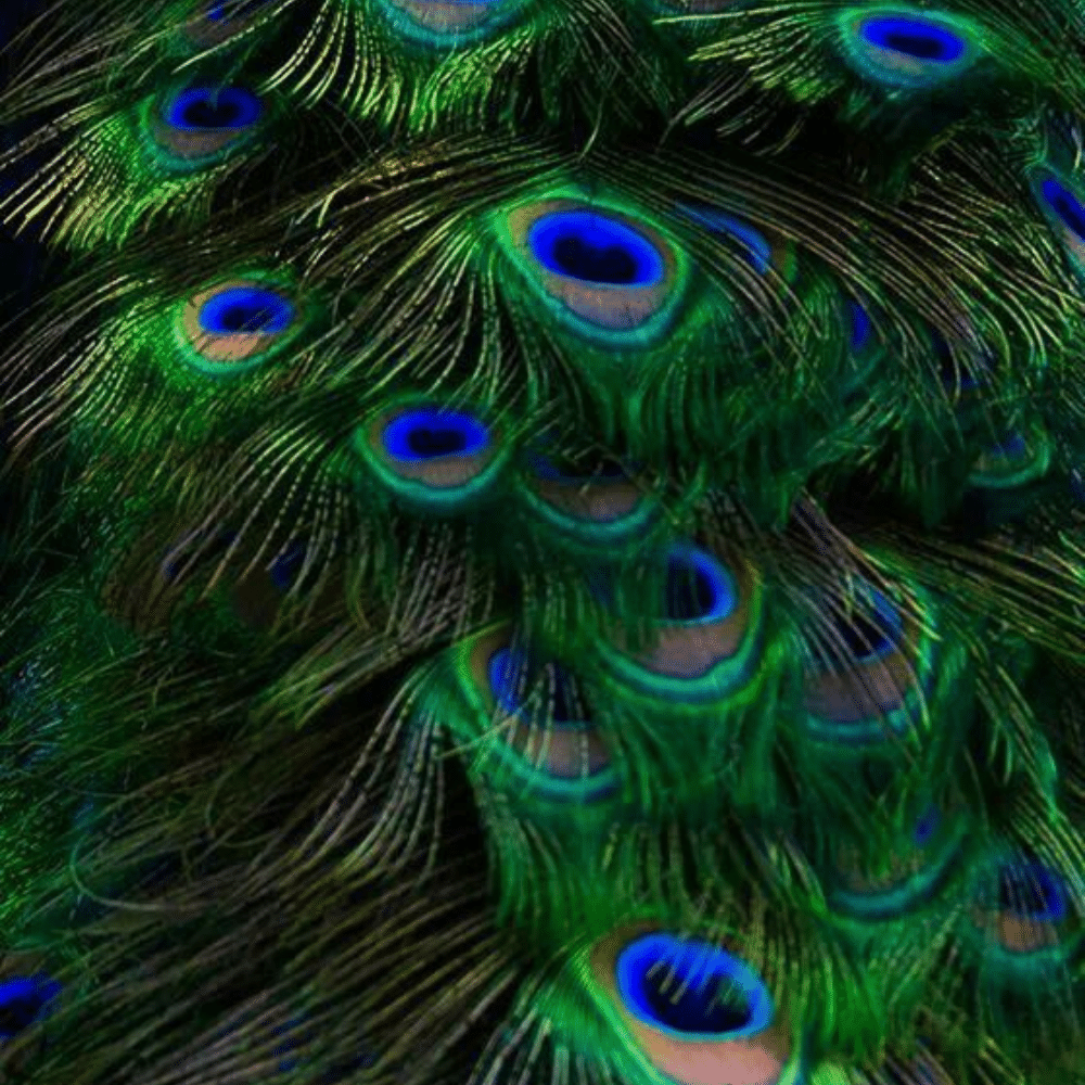 Peacock Feathers 4