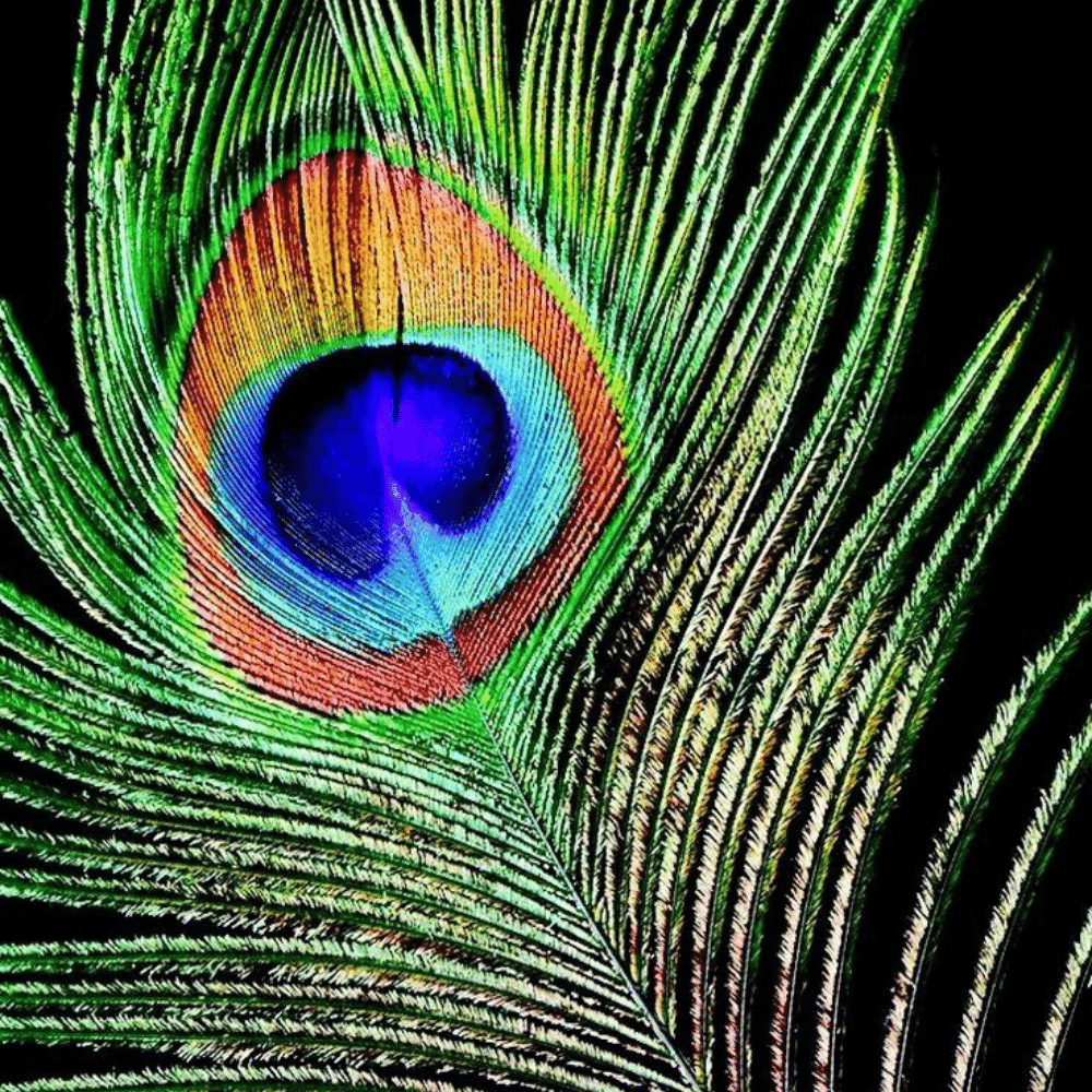 Peacock Feathers 5