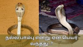 Cobra: அதிக விஷமுள்ள நாக பாம்பு.. தமிழ்நாட்டில் ஏன் நல்ல பாம்பு என்று அழைக்கிறோம்..?