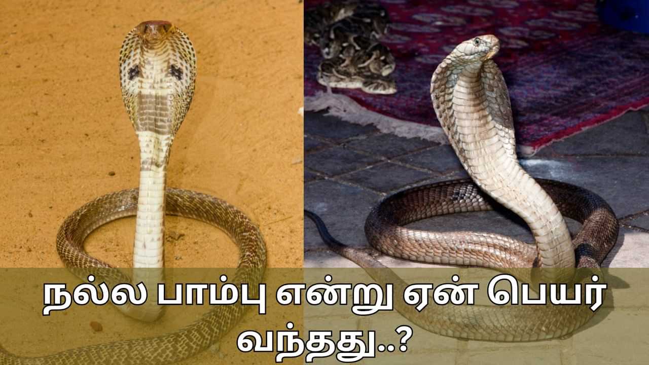 Cobra: அதிக விஷமுள்ள நாக பாம்பு.. தமிழ்நாட்டில் ஏன் நல்ல பாம்பு என்று அழைக்கிறோம்..?