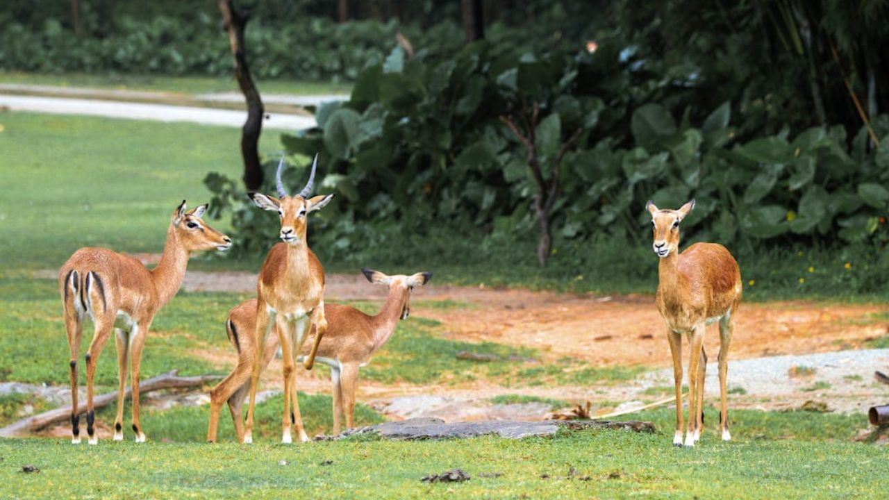 மான்களை அச்சுறுத்திய இளைஞர்கள்